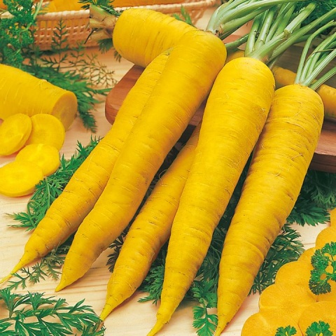 Характеристики кормовой моркови