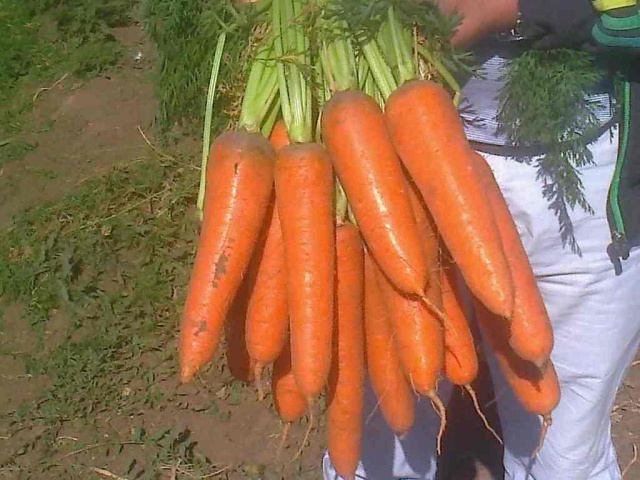 Характеристика моркови сорта Абако F1