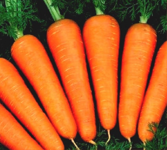 Характеристика моркови сорта Абако F1