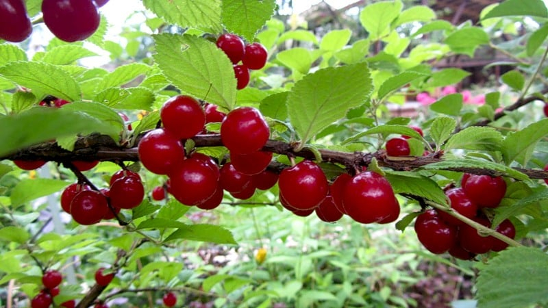 Характеристика сорта вишни Натали, характеристика урожайности и устойчивости к болезням