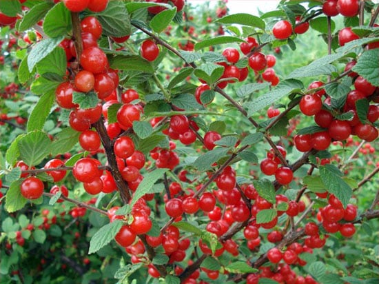 Характеристика сорта вишни Натали, характеристика урожайности и устойчивости к болезням
