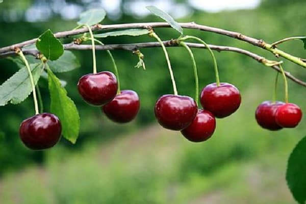 Характеристика новой вишни, описание плодов и опылителей, посадка и уход