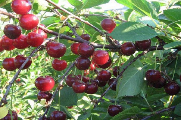 Характеристика новой вишни, описание плодов и опылителей, посадка и уход