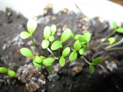 Советы по уходу за флоксами Драммонда: как вырастить роскошный цветок из семян
