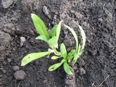 Советы по уходу за флоксами Драммонда: как вырастить роскошный цветок из семян