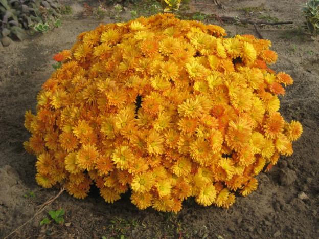 Шаровидные хризантемы: посадка и уход, зимовка, размножение, рост, сохранение зимой