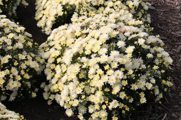 Шаровидные хризантемы: посадка и уход, зимовка, размножение, рост, сохранение зимой