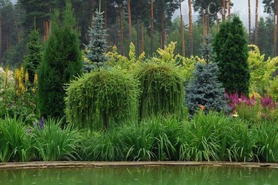 Хвойные композиции в садовом ландшафтном дизайне: подбор растений + основы зонирования