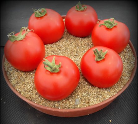 Индетерминантные томаты: характерные особенности, распространенные сорта, нюансы выращивания
