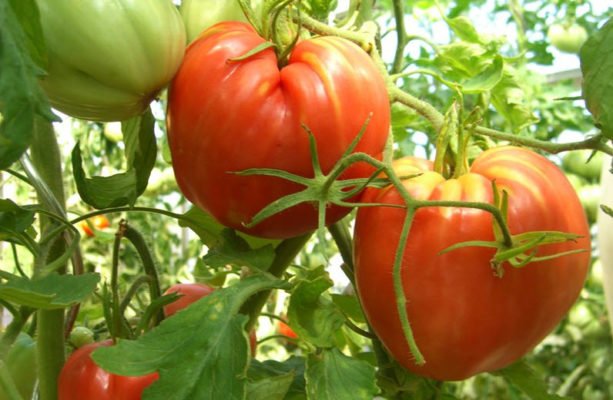 Индетерминантные томаты: характерные особенности, распространенные сорта, нюансы выращивания