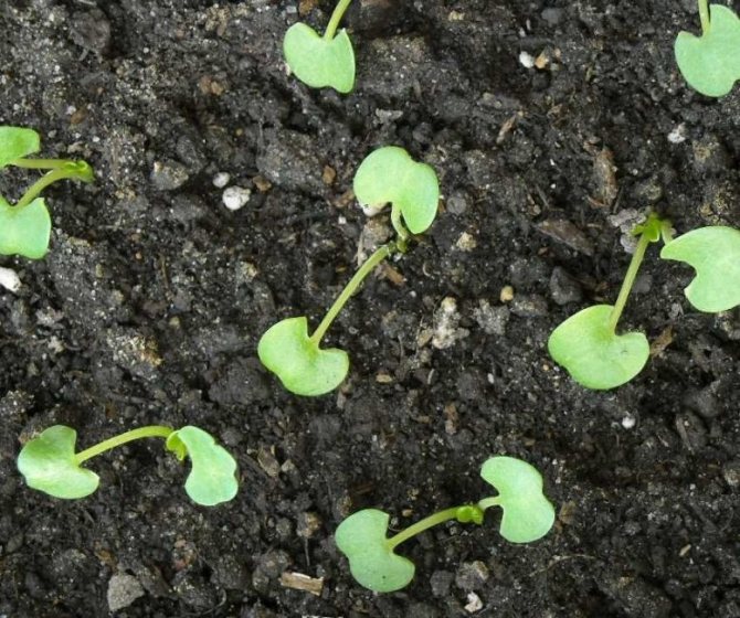 Инкарвиллея: правила выращивания и размножения в саду