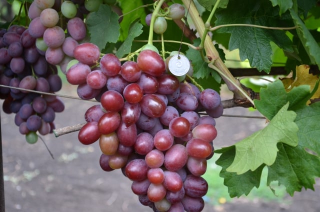 История, описание и характеристика винограда Доно, выращивание и уход Ирины