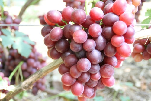 История, описание и характеристика винограда Доно, выращивание и уход Ирины