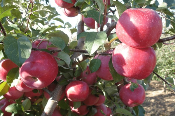 Яблоня Фудзи: фото, описание, выращивание