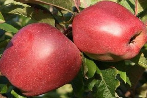 Глостерская яблоня