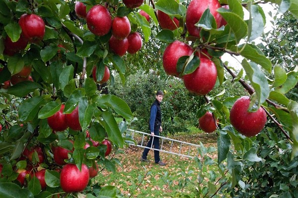 Глостерская яблоня