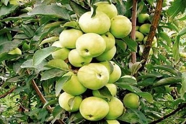 Колонна яблони Малюха