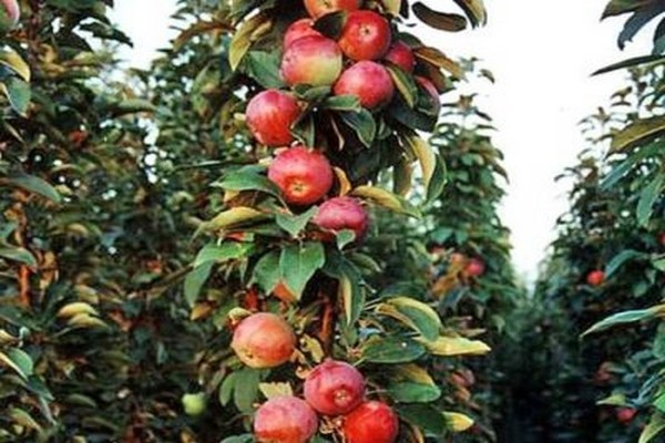 Колонна яблони 