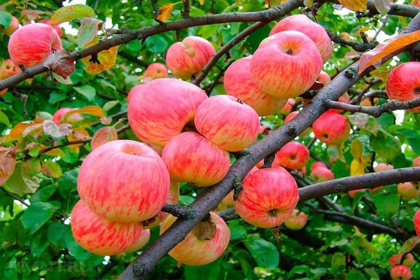Полосатое коричное яблоко: описание, уход, разновидности