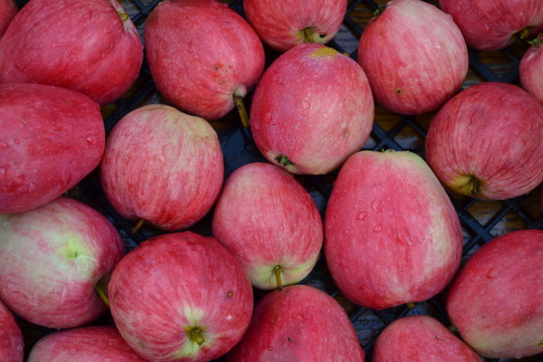 Полосатое коричное яблоко: описание, уход, разновидности