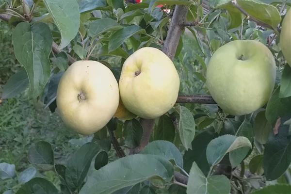 Куйбышевская яблоня