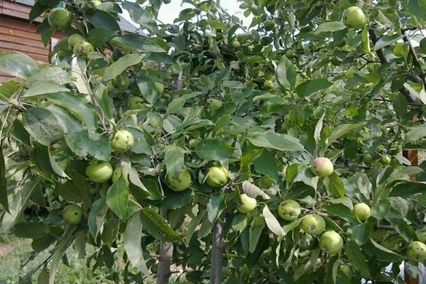 Мантэ из яблони: описание. Выращивать, ухаживать, обрезать, лелеять