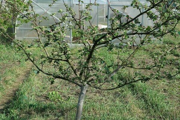 Мантэ из яблони: описание. Выращивать, ухаживать, обрезать, лелеять