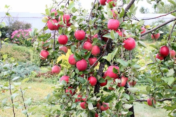 Полосатая яблоня Орловское: фото, описание, выращивание