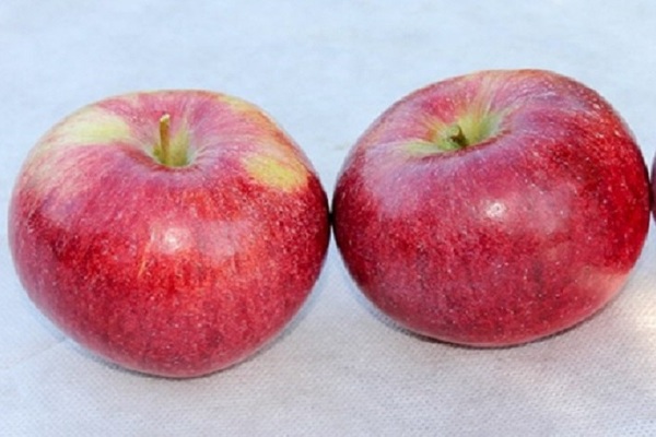 Полосатая яблоня Орловское: фото, описание, выращивание