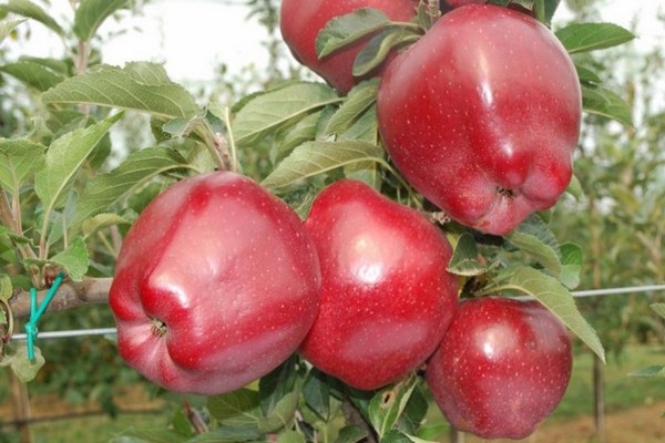 Рыжая яблоня