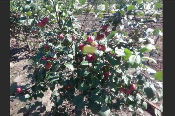 Любимая яблоня: фото, описание, выращивание
