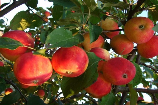 Любимая яблоня: фото, описание, выращивание