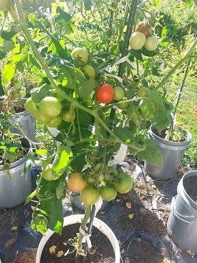 Яблоня России - урожайный сорт помидоров для ленивых дачников
