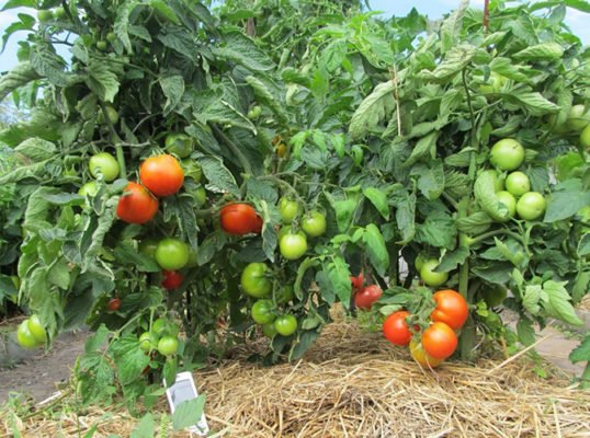 Яблоня России - урожайный сорт помидоров для ленивых дачников
