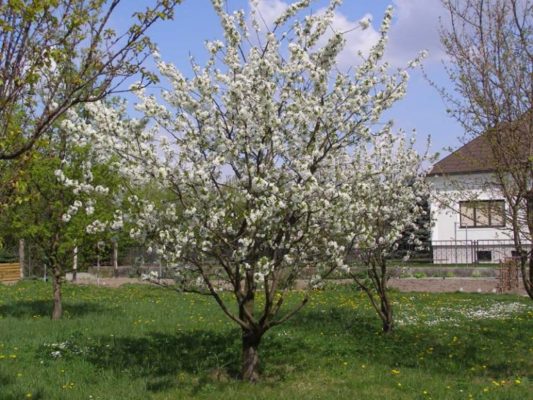 Ярославна - самый популярный сорт вишни
