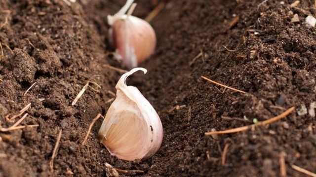 Яровой чеснок: когда сажать, выращивать и ухаживать в открытом грунте