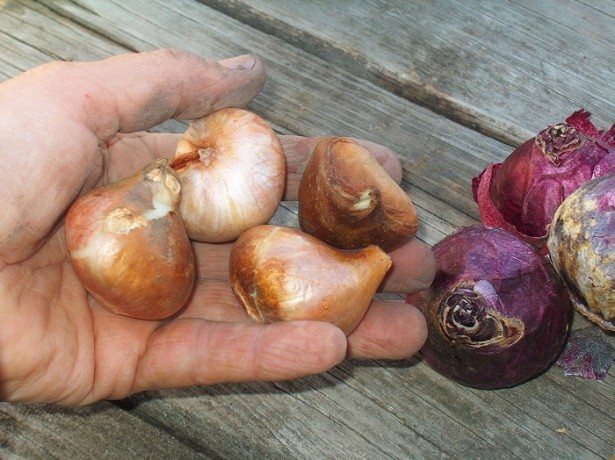 Как хранить луковицы тюльпанов: подготовка и расположение