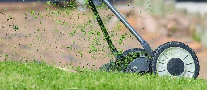 Как избавиться от газонного мха - самый эффективный способ