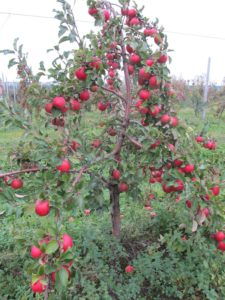 Как пересадить яблоню осенью на новое место