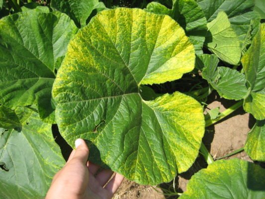 Как определить болезни тыквы по листьям: фото, описание болезней и методы реанимации
