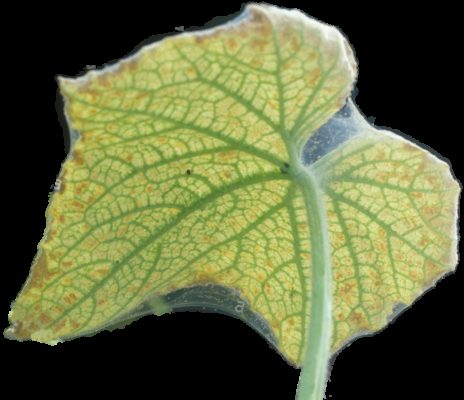 Как определить болезни тыквы по листьям: фото, описание болезней и методы реанимации
