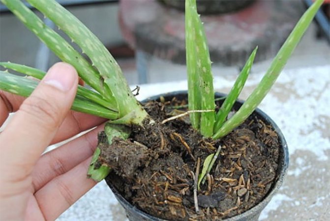 Как посадить алоэ в домашних условиях своими руками из листика или побега
