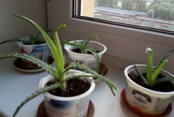 Как посадить алоэ в домашних условиях своими руками из листика или побега