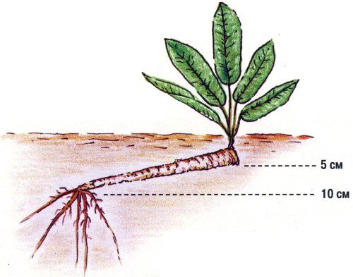 Как посадить хрен в своем саду