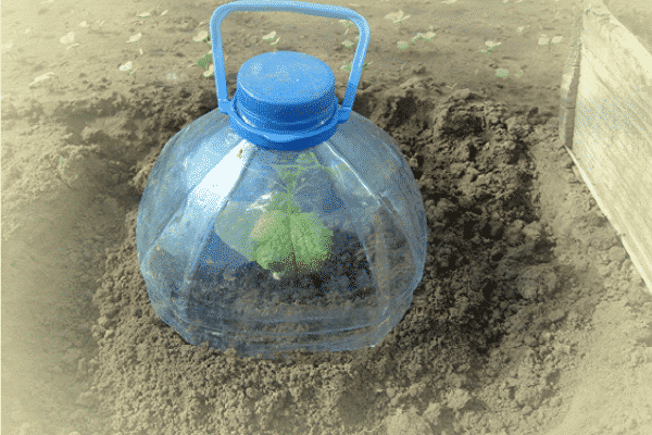 Как сажать и выращивать огурцы в 5-литровых бутылках