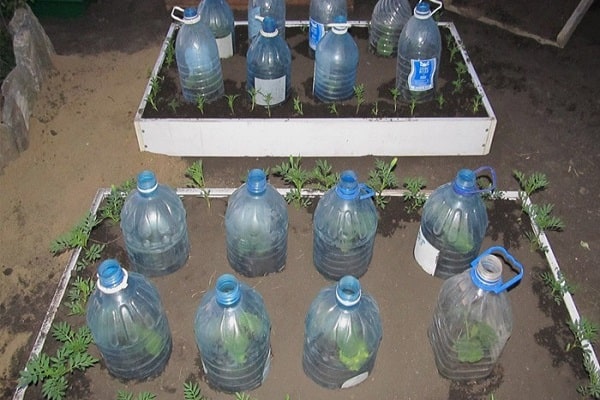 Как сажать и выращивать огурцы в 5-литровых бутылках