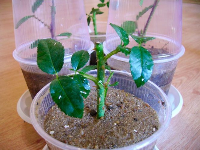 Как посадить и вырастить розу из букета в домашних условиях