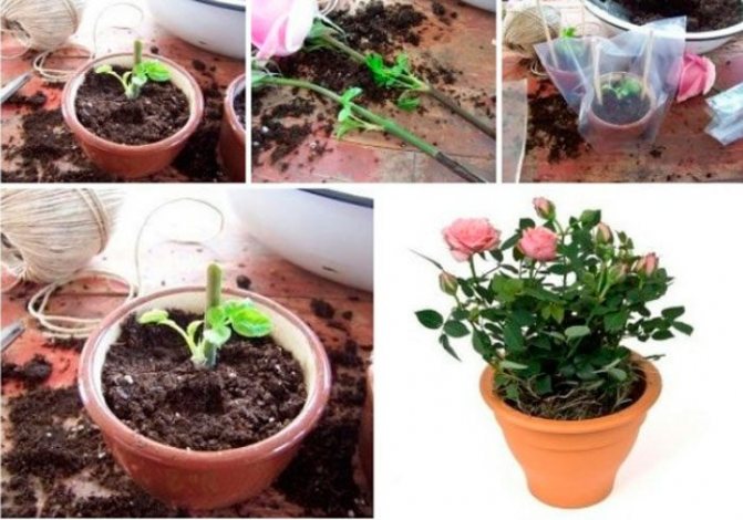 Как посадить и вырастить розу из букета в домашних условиях