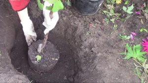 Как посадить яблоню осенью: пошаговая инструкция