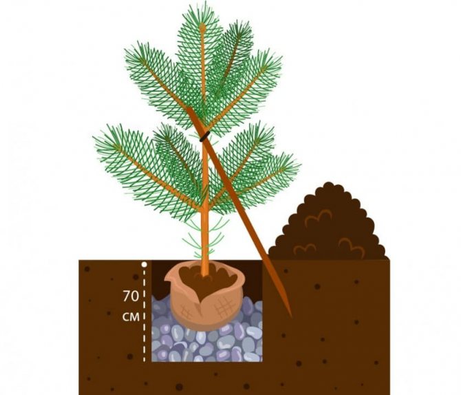 Как посадить кедр: секреты посадки и выращивания в саду